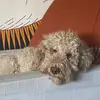 Teddi - @theodoremaxwell - TikTok