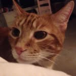 Teddy - @theodoremaxwellduncan - Instagram