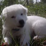 Theodore Maxwell - @khanhvuong260988 - Instagram