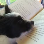Theodore Maxwell - @theopappuppy - Instagram