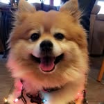 Theodore Maxwell - @teddygrampom - Instagram