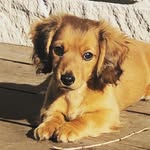 Theodore Maxwell - @teddymaxthehotdog - Instagram