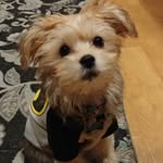 Theodore Maxwell Guevara-Li - @theodore_maxwell_gli - Instagram
