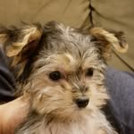 Theodore Maxwell (Teddy Max) - @tear.it.up.teddy - Instagram