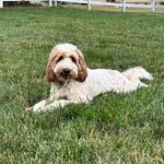 Theodore The Mayor, Maggie & Sonny - @theodore.the.mayor - Instagram