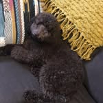@theodorethemoyenwonderdog - Instagram