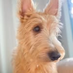 Theodore Shamus O’callghan Winston Mullins - @teddythescotty_hi - Instagram