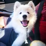 Theodore Snowbear Mullins - @theodore_thesamoyed - Instagram
