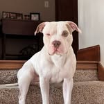 Glacier Theodore Myers 🐶🐾🦴🏔️ - @notoriousgtm23 - Instagram