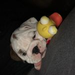 Theodore Patrick💚 - @theodore_patrick_thebulldog - Instagram