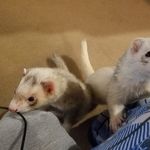 Theodore Perry - @renpit_zombie - Instagram
