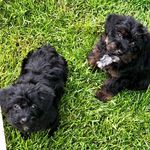 Theodore And Harper - @theodore_harper_rice - Instagram