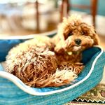 Theodore Richards - @teddys_a_cavapoo - Instagram