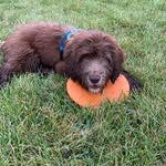 Teddy - @theodore_riley_barrister_iii - Instagram