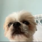 Theodore Riley - @teddy.thebootyman - Instagram