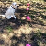 Theodore Robbins - @t3ddy4_bigpaws - Instagram