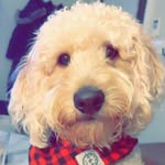 Theodore ScruffMcGruff Robbins - @its_a_bubba - Instagram
