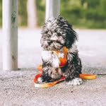 Theodore Rodriguez 🐾 - @theos.misadventures - Instagram