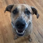Sir Theodore Schmidt - @sir_theo_the_pup - Instagram