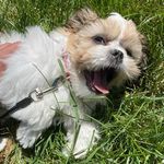 Theodore Winston Schmidt - @sirtheodore_winston - Instagram