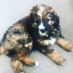 Theodore Eilers TheBernedoodle - @theodoreeilers - Instagram