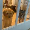 Teddy🐶 - @theodore.sharpe - TikTok