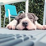 Theodore_flowered_sharpei - @theodore_flowered_sharpei - Instagram