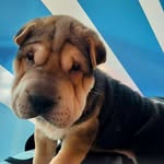 Theodore (nickname ) Theo the sharpei - @theodorethesharpeipuppy - Instagram