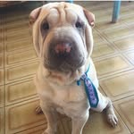 Theodore Sharpei - @theodoresharpei - Instagram