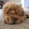 Theodore the Hunk - @theodoresharpei - TikTok