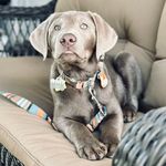 Cyrus Theodore🩶 - @cyrustheodore.silverlabrador - Instagram