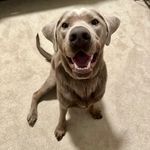 Theo 🐾 - @theodorethesilverlab - Instagram