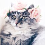 Theodore the silver cat - @theosilvercat - Instagram