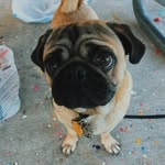 Springer Theodore 🦖 - @springertheodore - Instagram
