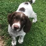 Theo Payton - @theodorethespringer - Instagram
