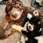Theodore & Finley - @theodore_springerdoodle - Instagram