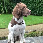 Theodore The Springer Spaniel - @theodoreplumb - Instagram