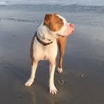 Theodore Stark Reese - @theo_the_rescue_pit - Instagram