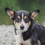 Sir Theodore "Theo" Steele - @theodorable__corgi - Instagram