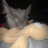 Stiles_The_Kitten - @stilestheodore1 - TikTok