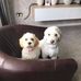 Theo Stiles - Facebook