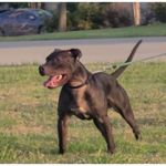 Theodore Stinson - @klk.apbt - Instagram