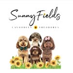 Hazel bear cavoodles / Sunny Fields Cavoodles & Theodore’s - @sunnyfields_cavoodlestheodores - Instagram