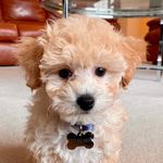 Theo - @theodoresuniverse - Instagram