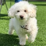 Snoopy Theodore Swanson - @snoopy_the_stray - Instagram
