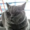 Theodore Albert I BSH - @theodore_albert_thefirst - TikTok