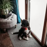 Buddy Theodore Tanner - @buddythebernedoodle218 - Instagram