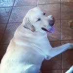Theodore Tanner - @bozictuream - Instagram