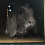 Theodore Tanner-Simpkins - @theodore.franklin.bun - Instagram