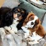 Theodore and Maxwell Tate - @thecavs_tedandmax - Instagram